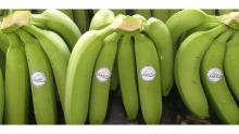  Conventional  Fair Trade Banana Image