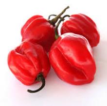 Habanero chili pepper Image