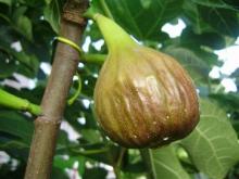 Brown Turkey Fig Image