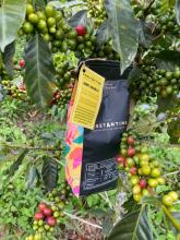 Yellow Honey Roasted specialty coffee beans or ground x 500 gr Image