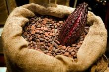 cocoa beans fine and unique aroma Image