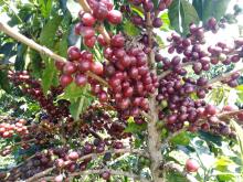  Conventional and Specialty Green Coffee Image