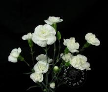 Spray Carnation - Mantua Image