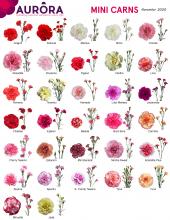 Mini Carnations Image