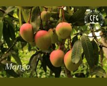 Organic Mango  Image