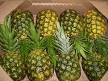 PINEAPPLE GOLD Image