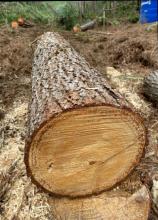 Pine Wood Image