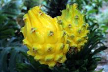 Yellow Dragon Fruit Image