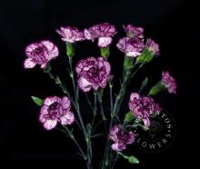 Spray Carnation - Spectro Image