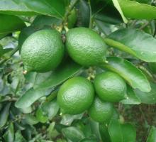 Organic Tahiti Lime  Image