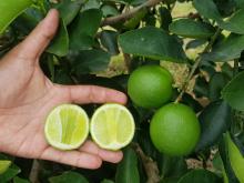 Tahiti lemon Image