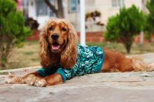 HODDIE TROPICAL FOR PET - CLOTHING FOR PET Image