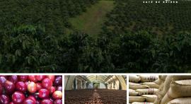 Specialty green and roasted coffee from the Colombian coffee region