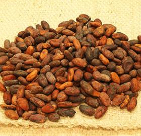 premium cocoa beans single origin