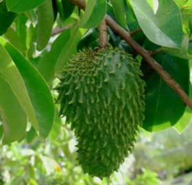 Waliwex Annona Muricata