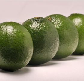 Tahiti acid lime (Citrus latifolia)