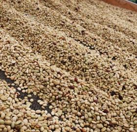 excelso green coffee (supreme and u.g.q)