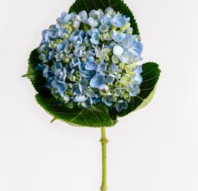 Hortensia Azul Intenso
