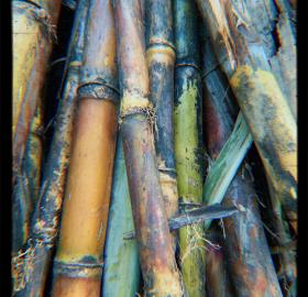 Panela/Sugar Cane