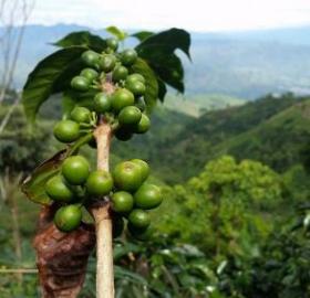 Green Coffee Beans