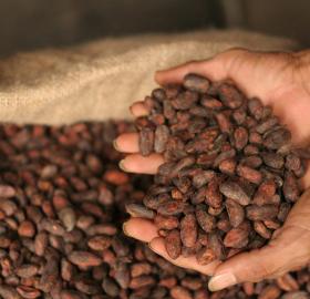 cacao en grano SARAVENA