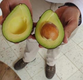 AGUACATE HASS