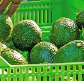Aguacate Hass - Persea Americana (Mill)