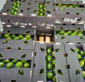 AGUACATE HASS ORGÁNICO