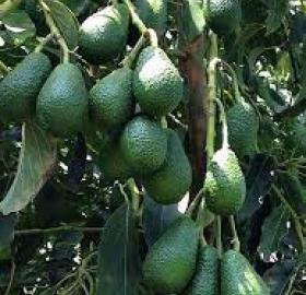 AGUACATE HASS