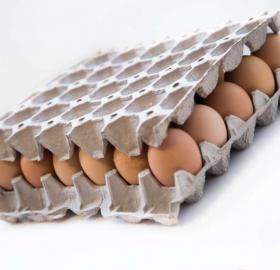 30 Eggs Tray