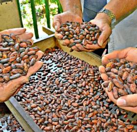 Grano de cacao seco Origen Finca Santamaria