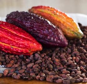 CACAO EN GRANO Theobroma Cacao