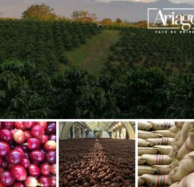 Specialty green and roasted coffee from the Colombian coffee region