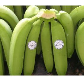 Conventional  Fair Trade Banana