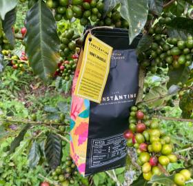 Yellow Honey Roasted specialty coffee beans or ground x 500 gr