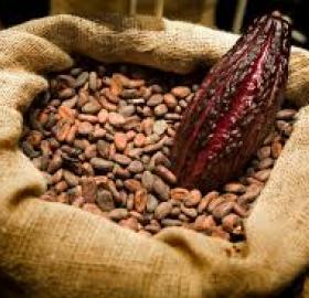 cocoa beans fine and unique aroma