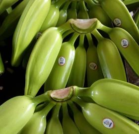 Plátano Burro