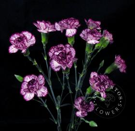 Spray Carnation - Spectro