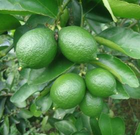 Organic Tahiti Lime 