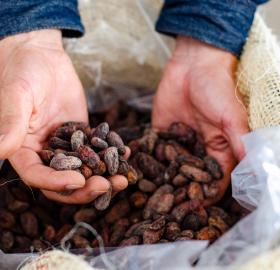 Cacao seco fino y de aroma