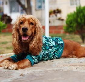 HODDIE TROPICAL FOR PET - CLOTHING FOR PET