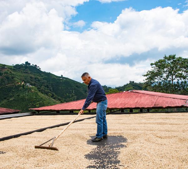 Café verde, Café Excelso, Café especial, Café del Huila, Café del Tolima