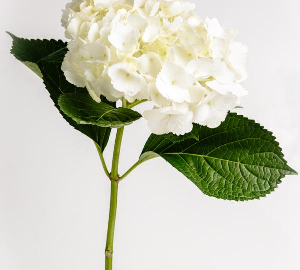 Hortensia Blanca | Sky Flowers  Colombian B2B Marketplace