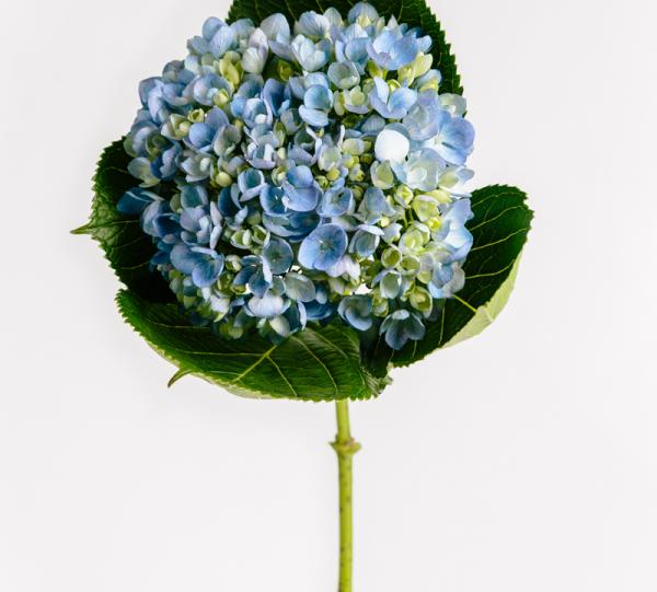 Shocking Blue Hydrangea | Sky Flowers  Colombian B2B Marketplace