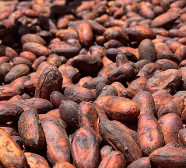 Fine Aroma Cocoa Beans Image