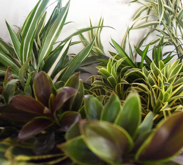 Ornamental tropical foliage Image