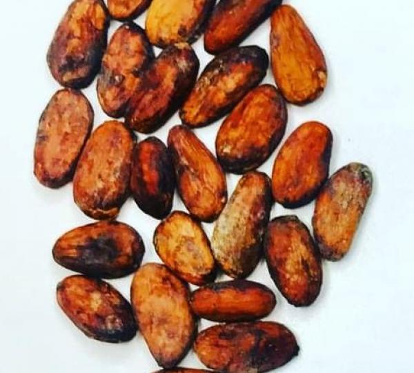 Fine Aroma Cocoa Beans Image