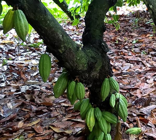 Cacao beans Origin Finca Santamaria Image