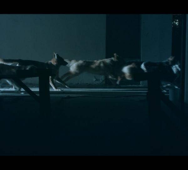 Laika in the stars Image