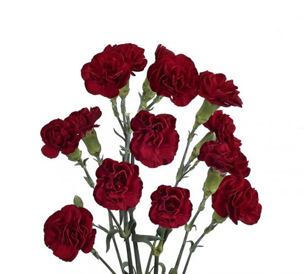 Claveles y Mini Claveles The Elite Flower SAS CI Colombian B2B